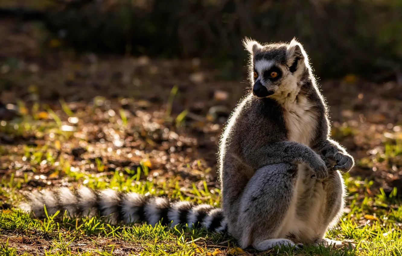 Photo wallpaper grass, look, light, nature, pose, tail, lemur, sitting