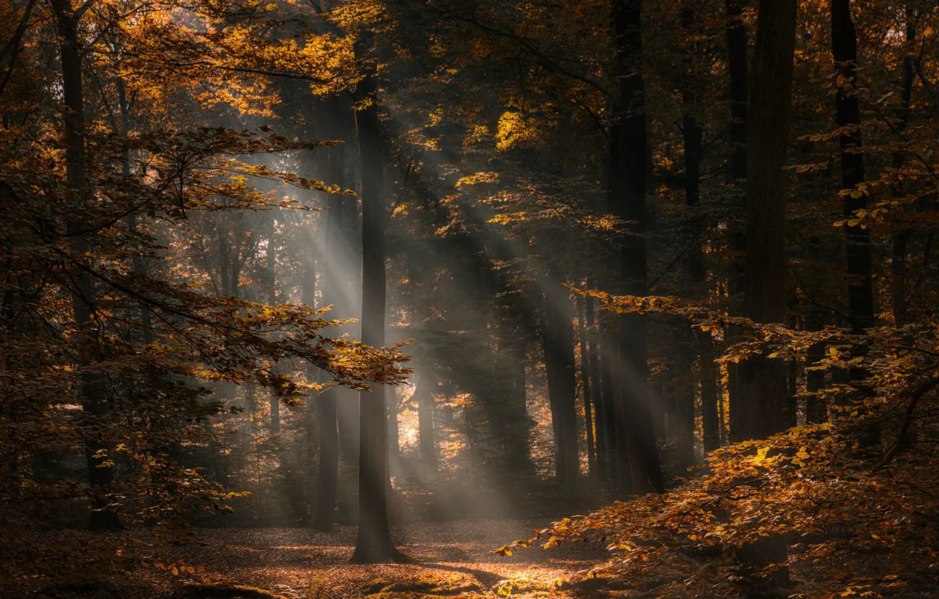 Photo wallpaper autumn, forest, trees, Netherlands, Netherlands, North Brabant, North Brabant
