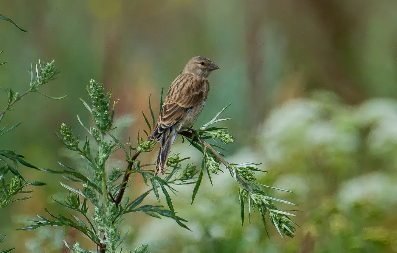Photo wallpaper bird, oatmeal, photohunt