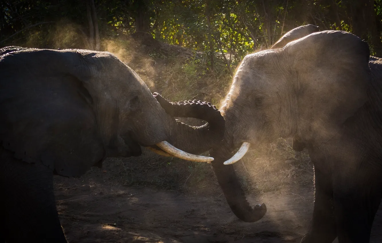Photo wallpaper fight, dust, pair, two, elephants, tusks