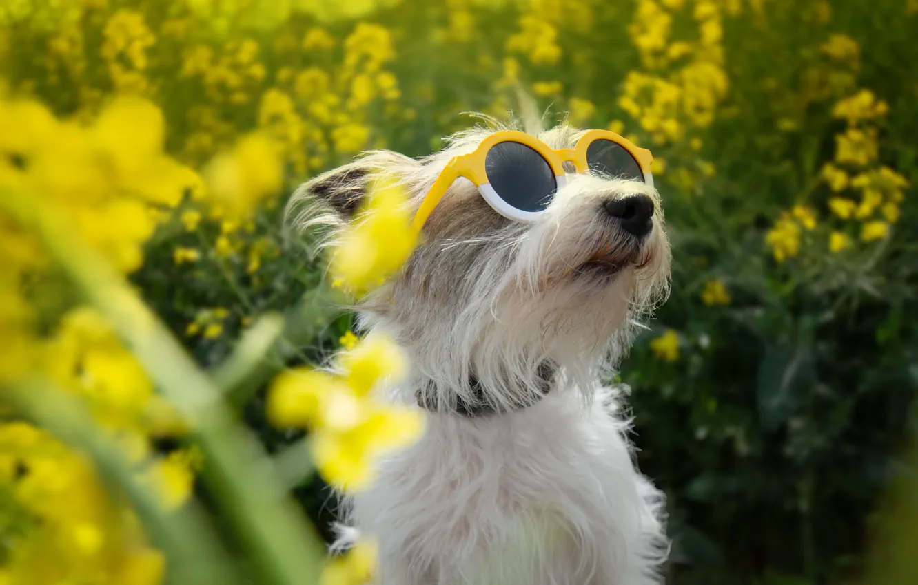 Photo wallpaper portrait, pose, dog, look, face, nature