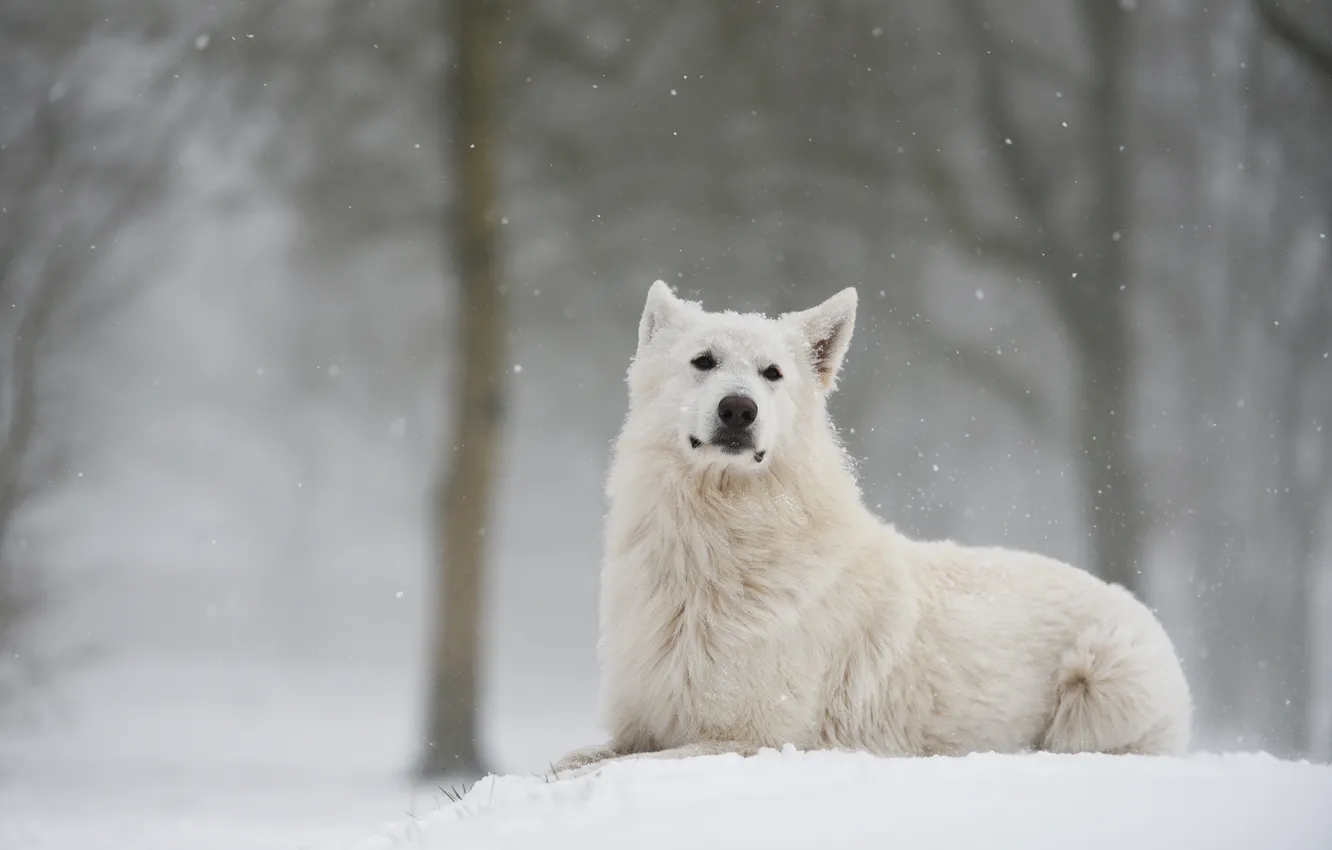 Photo wallpaper winter, forest, look, snow, dog, Swiss shepherd dog