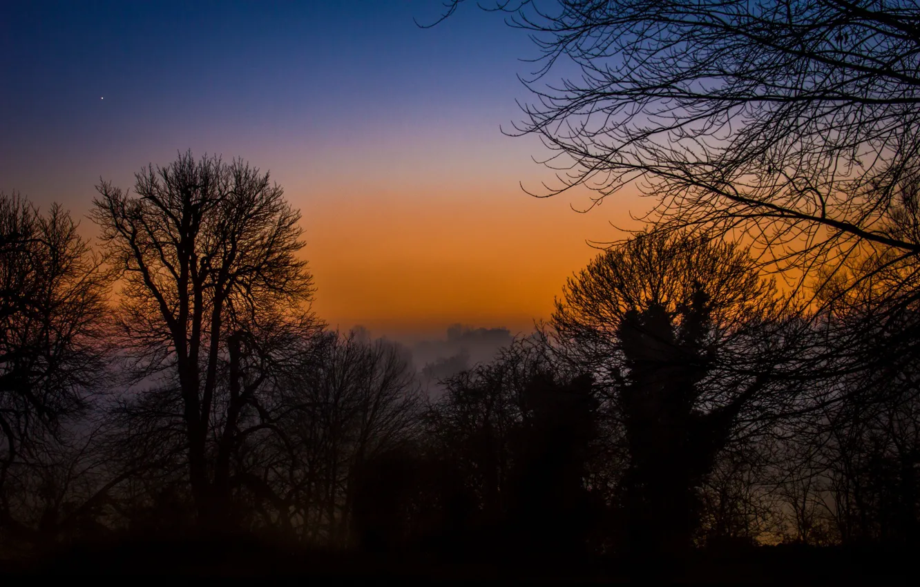 Photo wallpaper trees, fog, sunrise, branches, mist, silhouettes