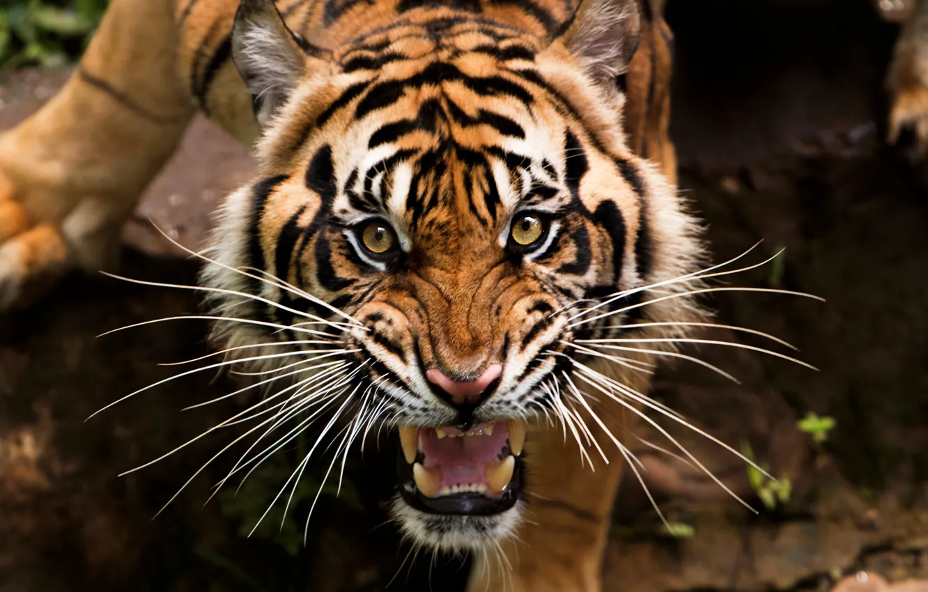 Photo wallpaper mustache, look, face, tiger, predator, fangs, grin, big cat