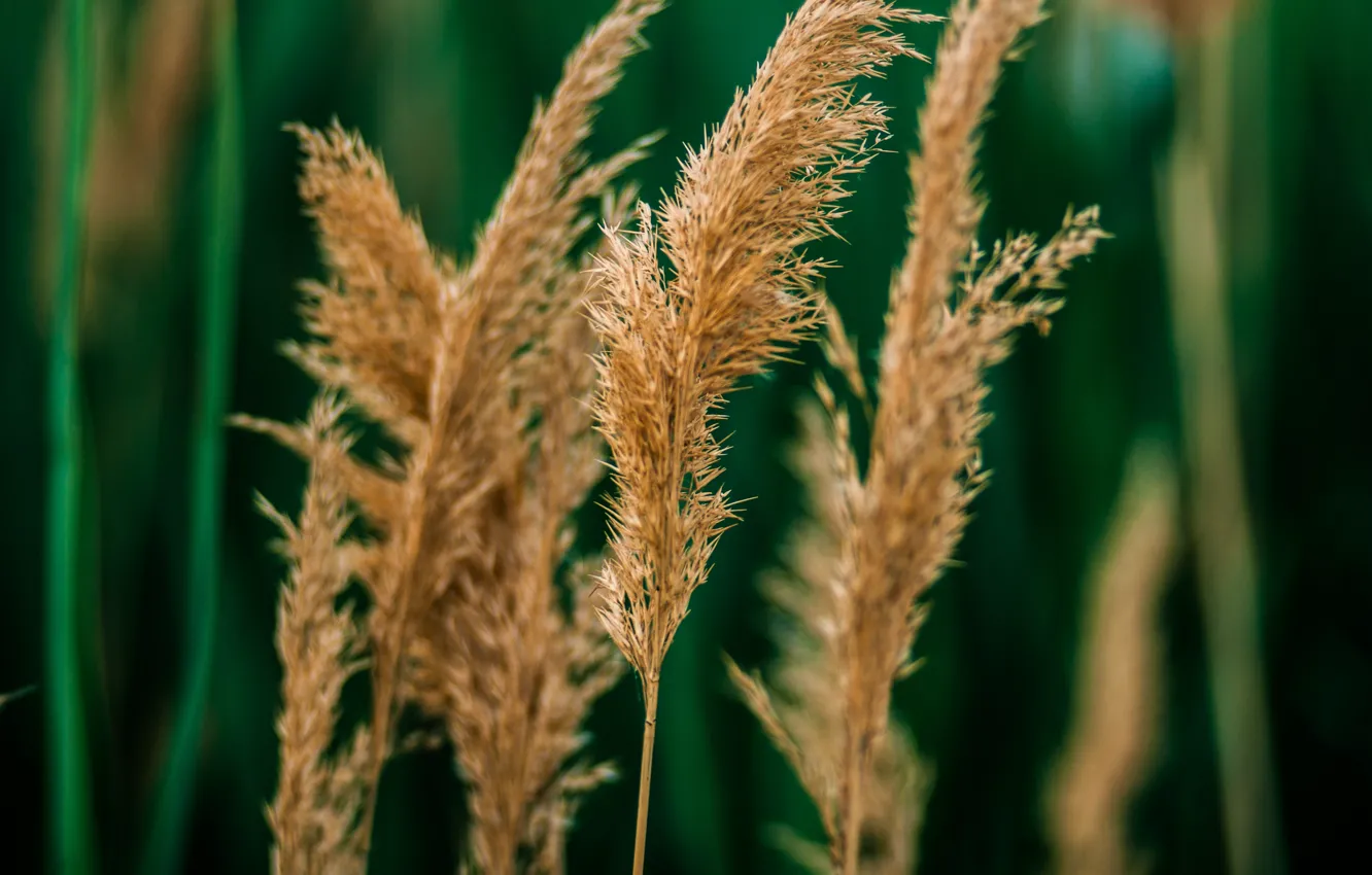 Photo wallpaper grass, cane, bokeh
