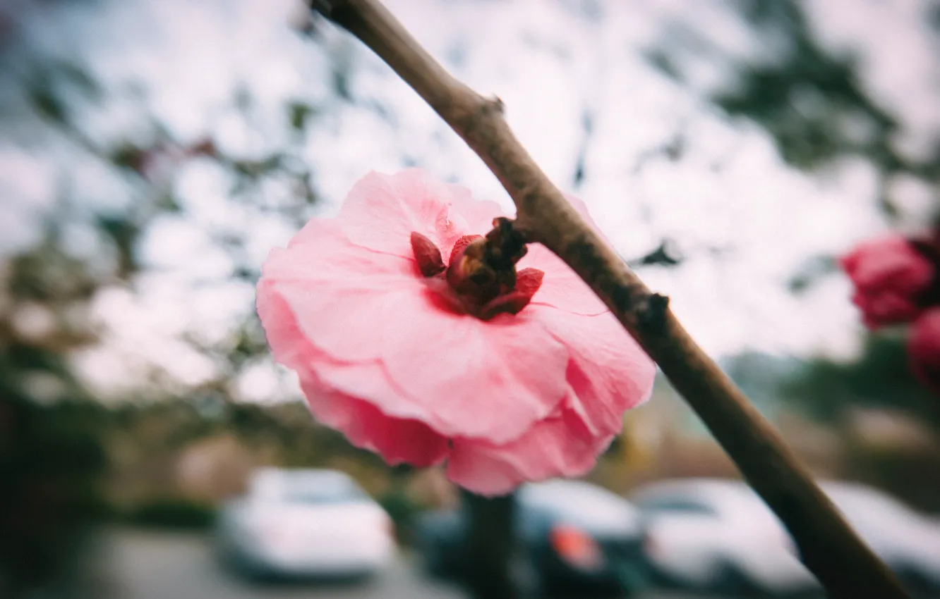 Photo wallpaper flowers, branches, petals