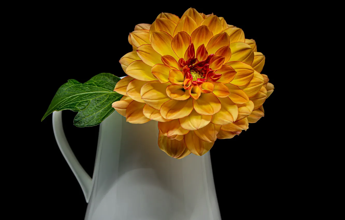 Photo wallpaper flower, vase, black background, Dahlia