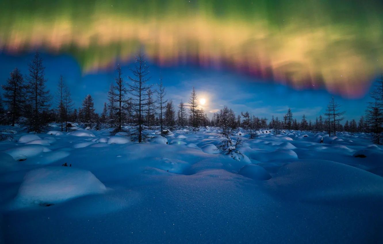 Photo wallpaper winter, the sky, snow, trees, Northern lights, the evening, the snow