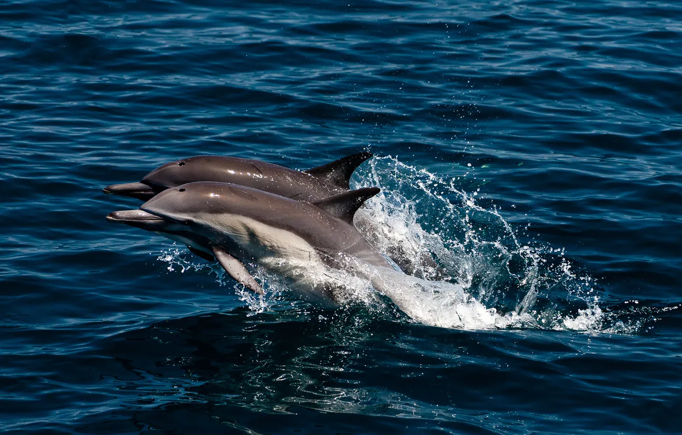 Photo wallpaper sea, squirt, jump, pair, dolphins