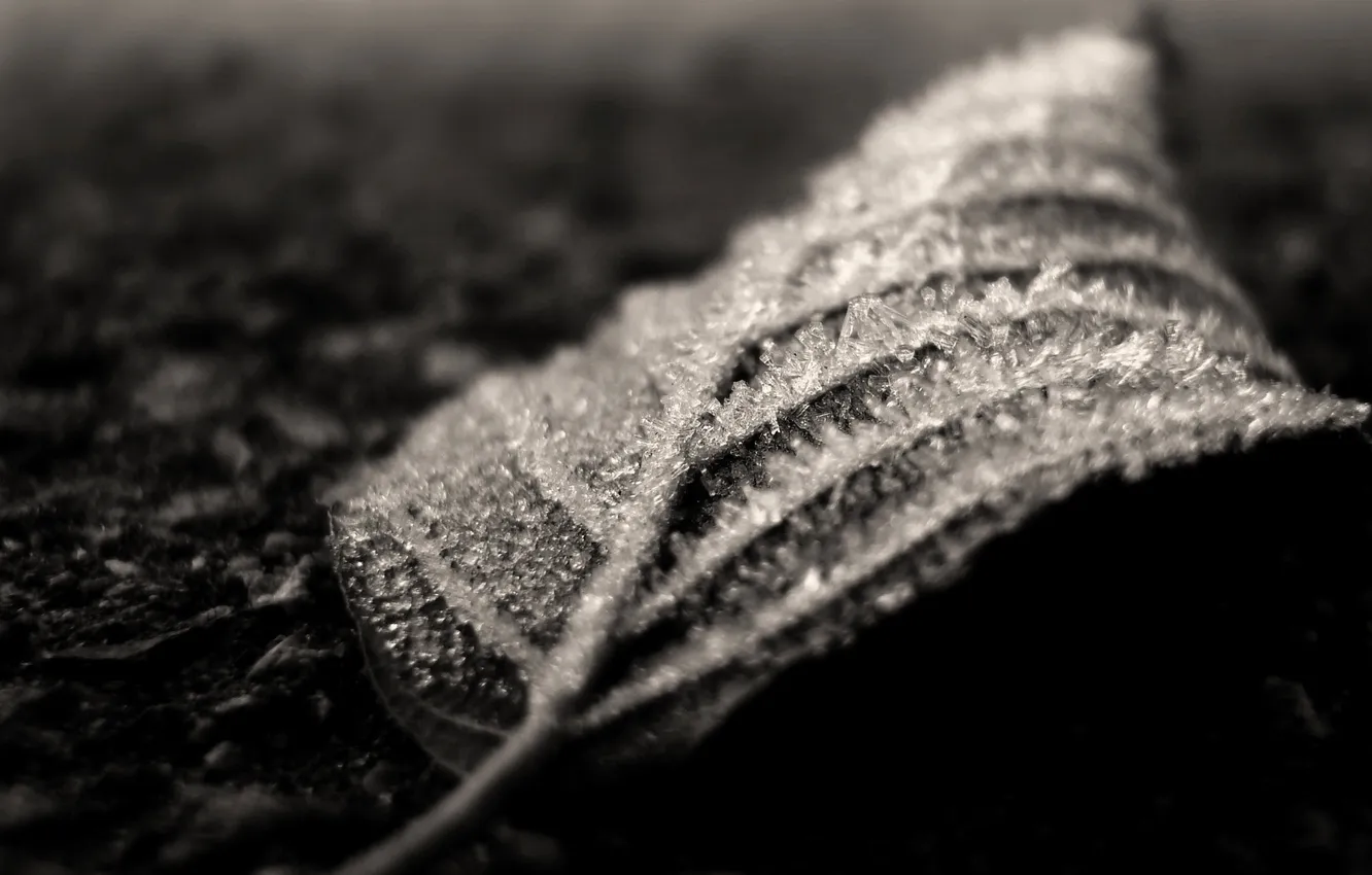 Photo wallpaper frost, sheet, Macro, ice, black and white, macro