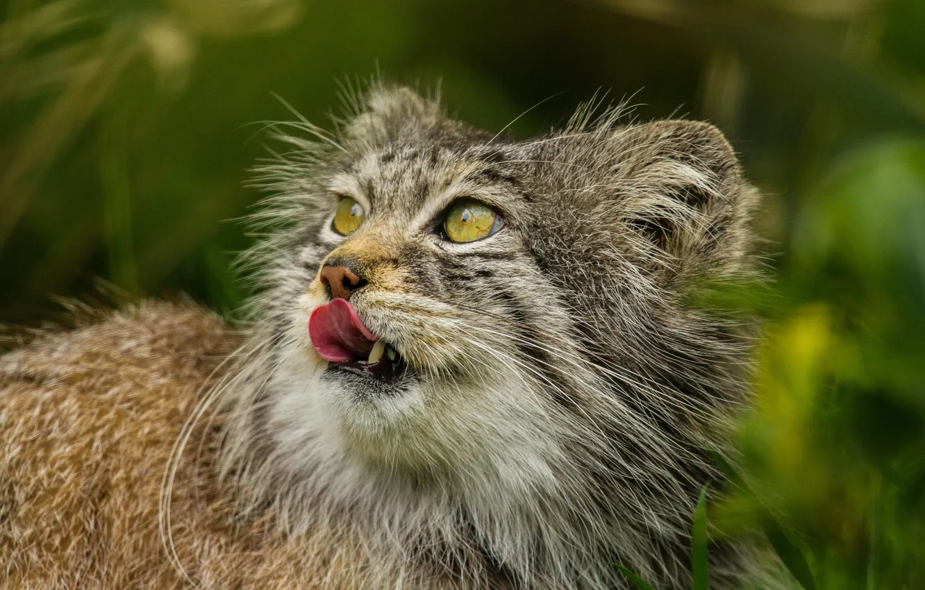 Photo wallpaper language, cat, look, manul