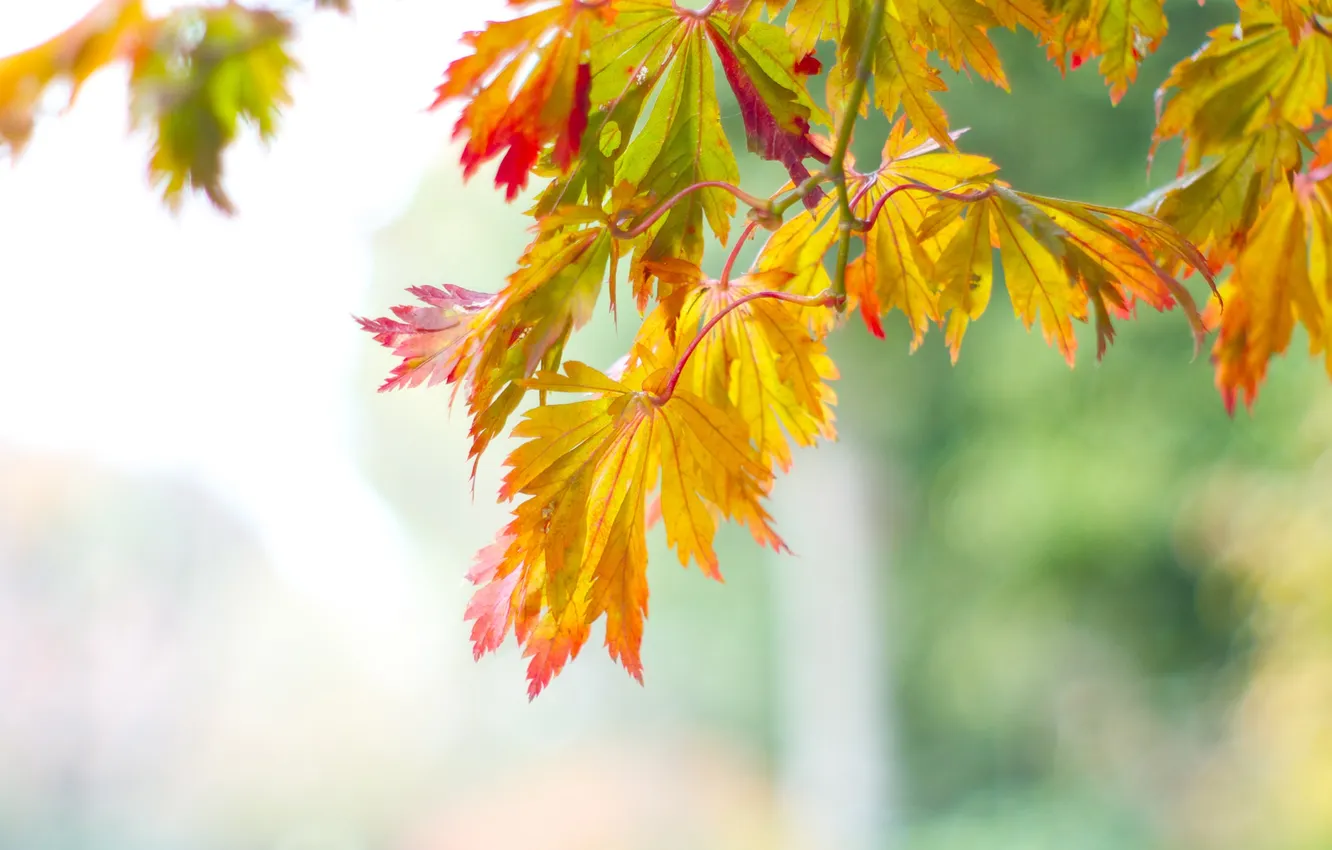 Photo wallpaper autumn, leaves, branches