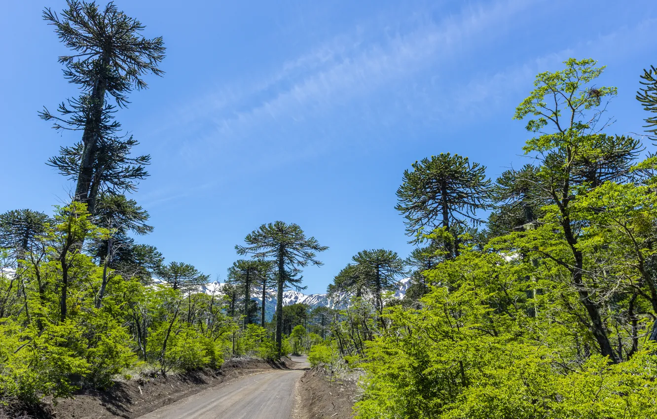 Photo wallpaper road, forest, the sky, trees, mountains, blue, Sunny, the bushes