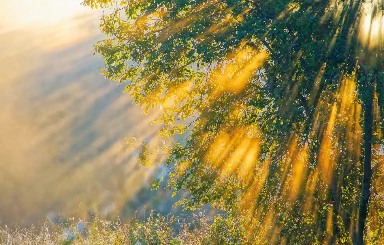 Photo wallpaper greens, forest, grass, rays, light, trees, foliage
