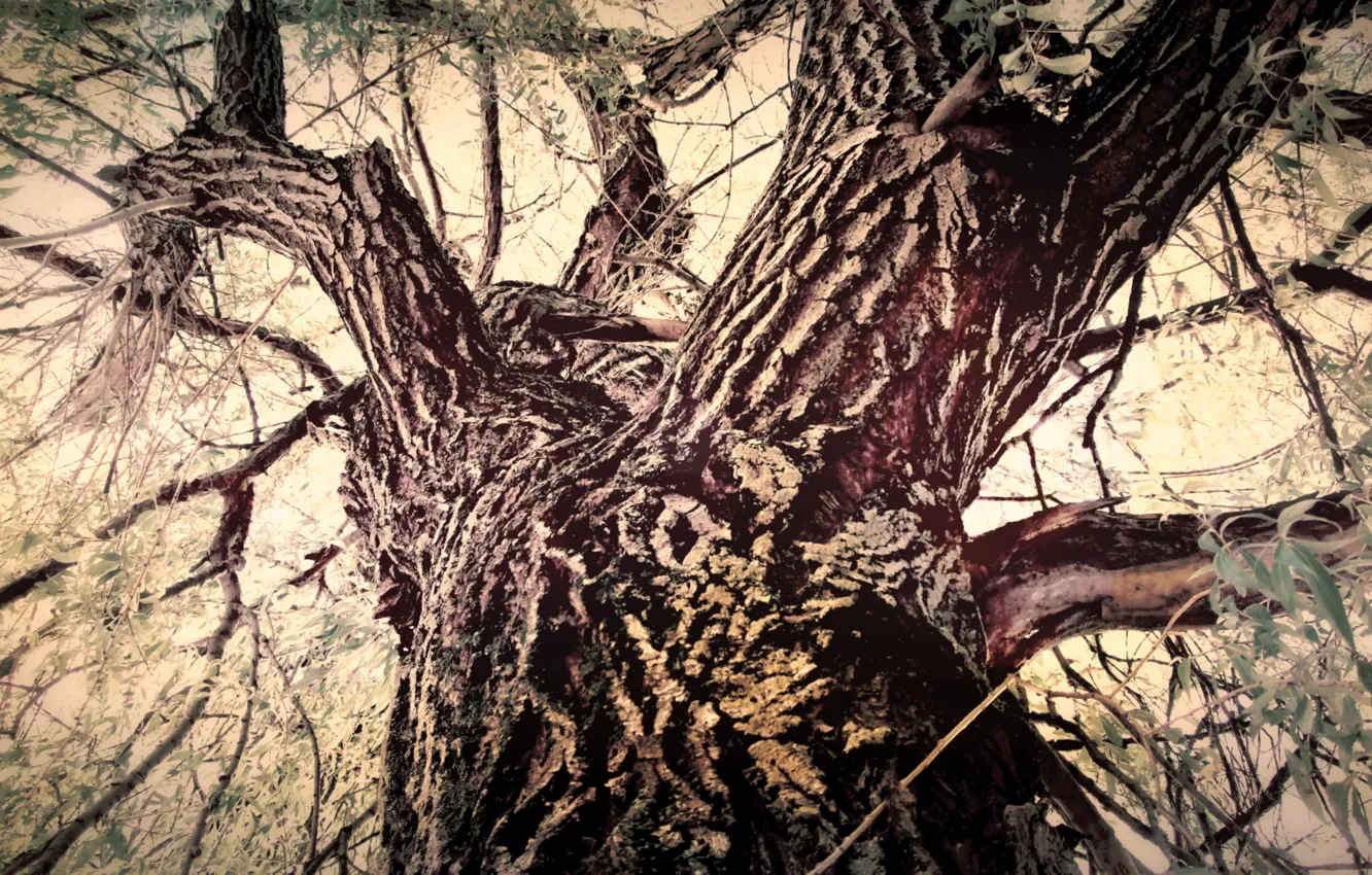 Photo wallpaper branches, tree, trunk, bark, IVA