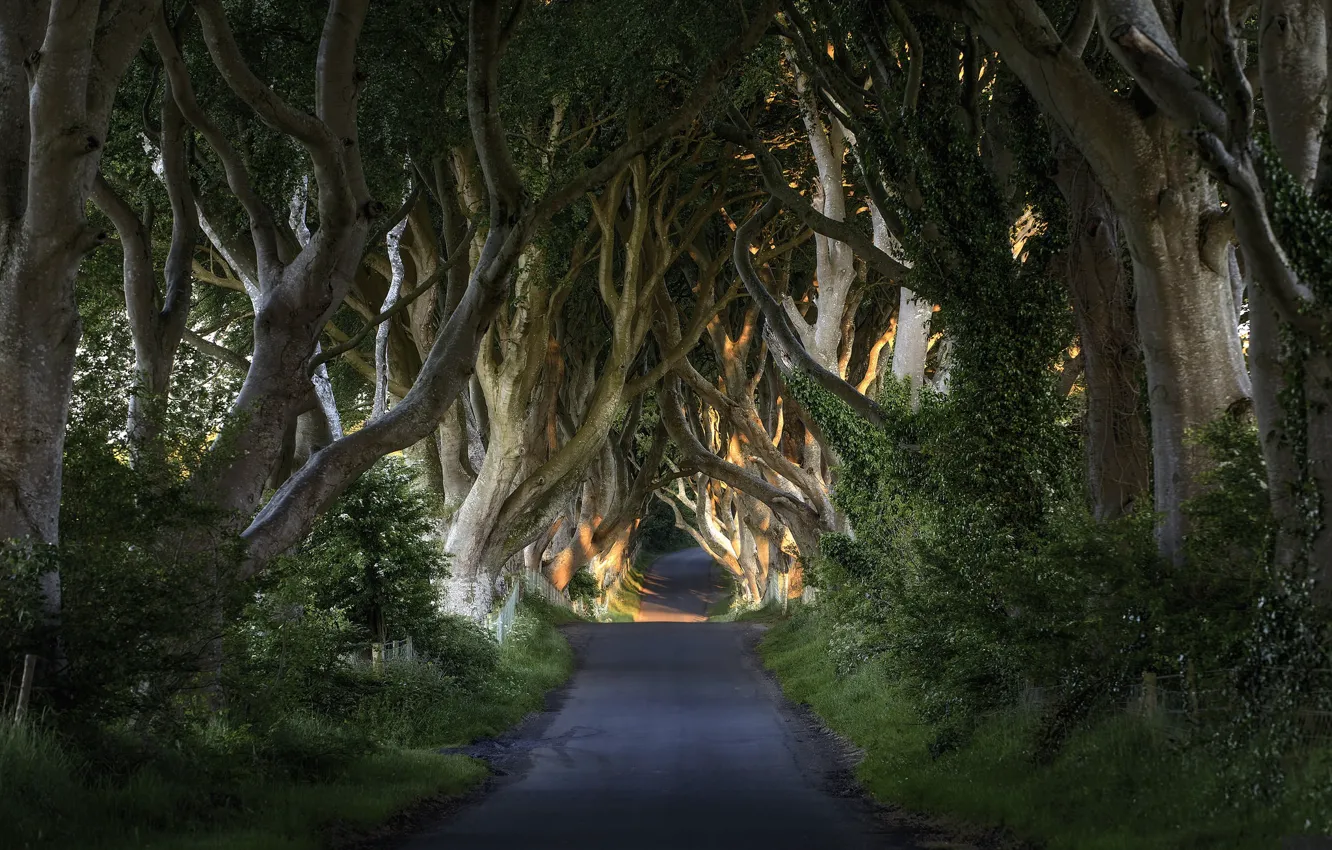 Photo wallpaper road, trees, branches, oak