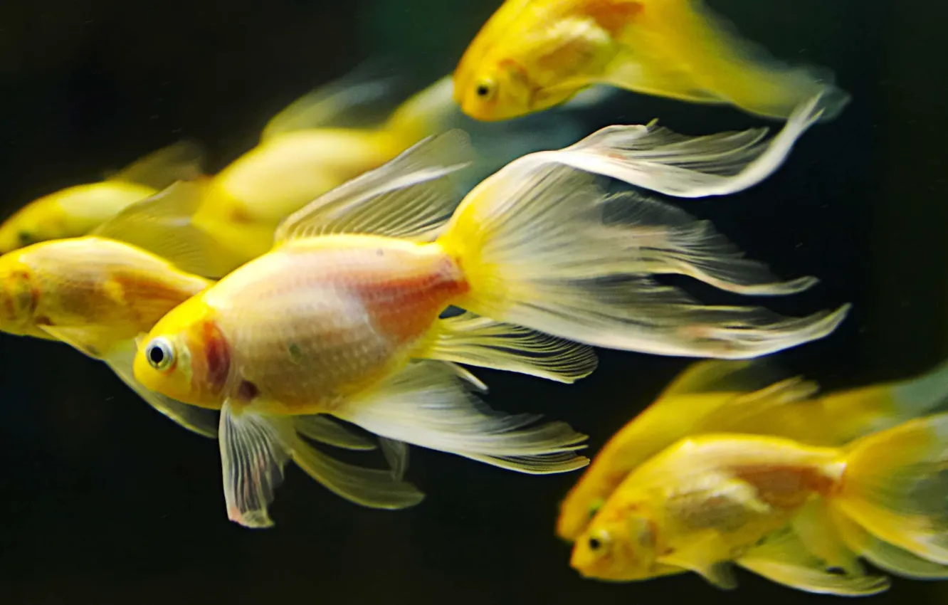 Photo wallpaper gold, underwater, sea, goldfish, fishes, fish, swimming