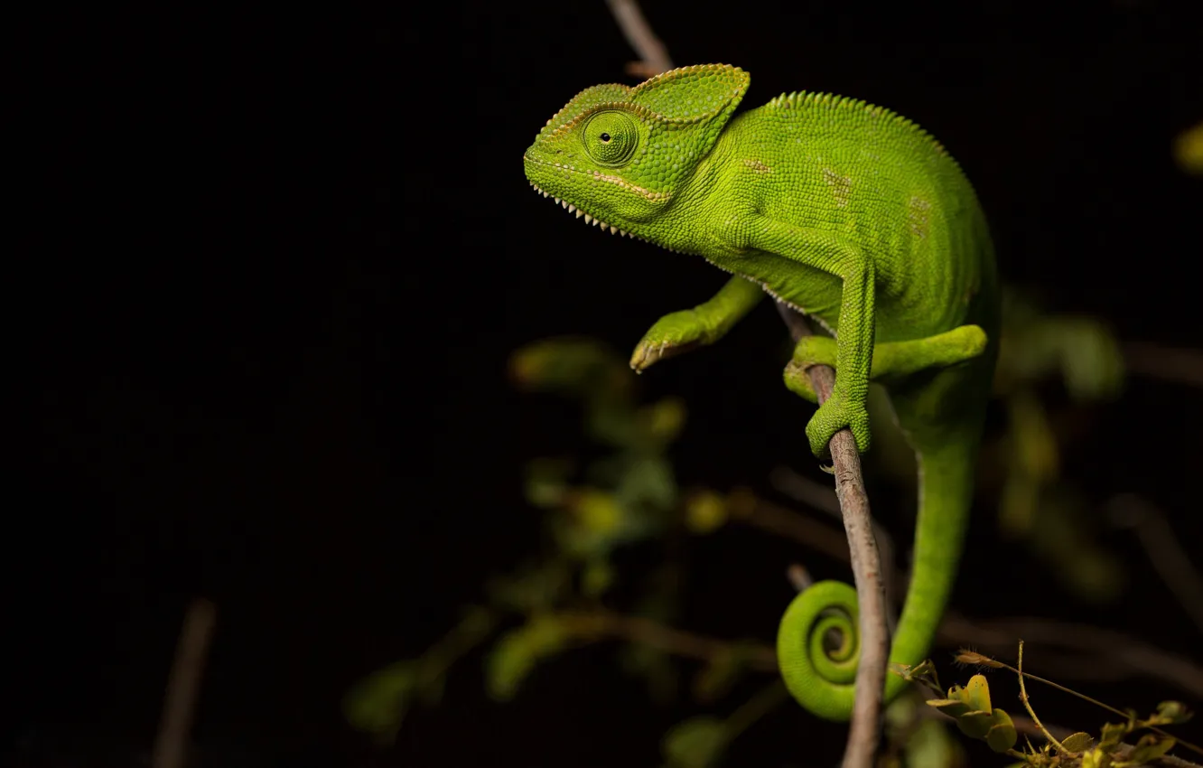 Photo wallpaper chameleon, branch, lizard, black background