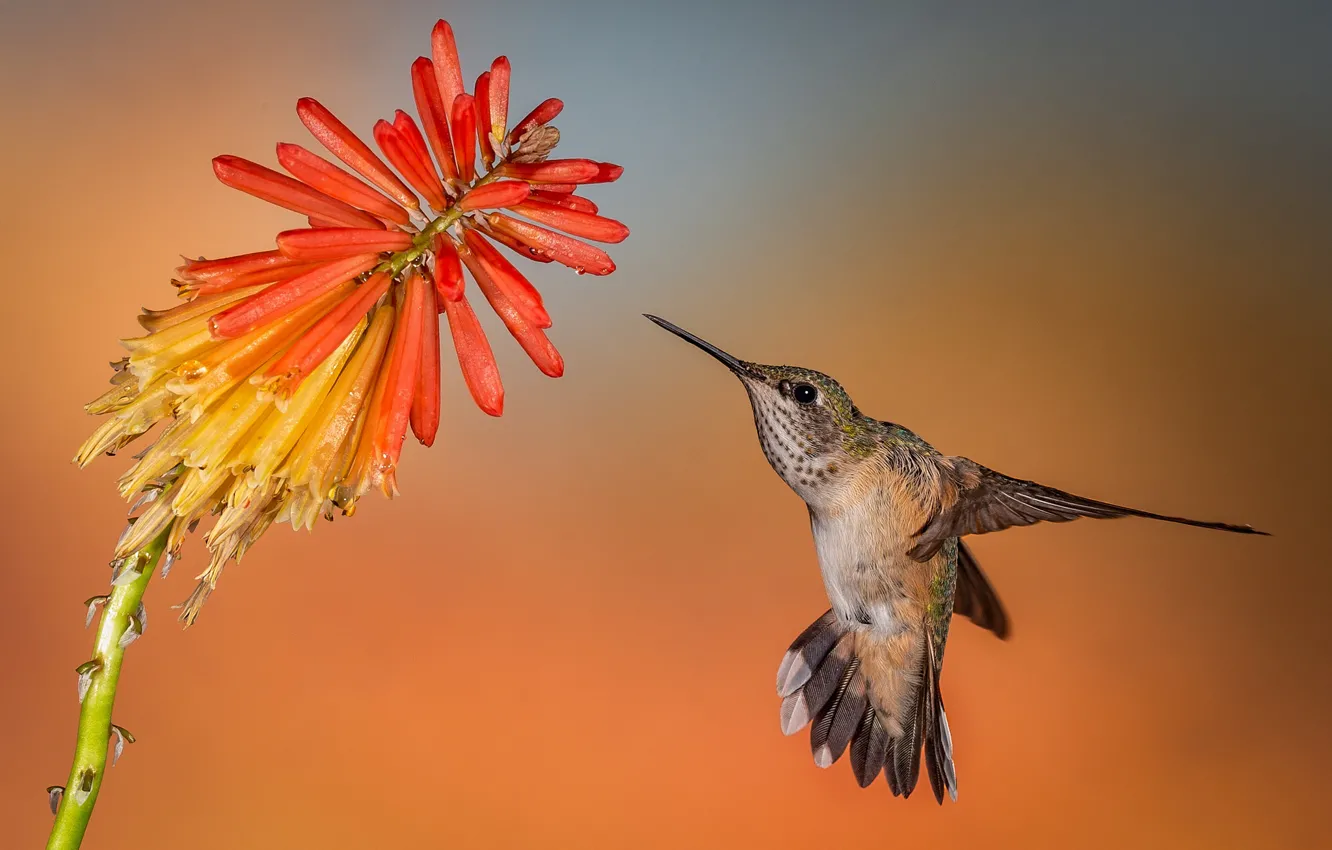 Photo wallpaper flowers, background, Hummingbird, bird