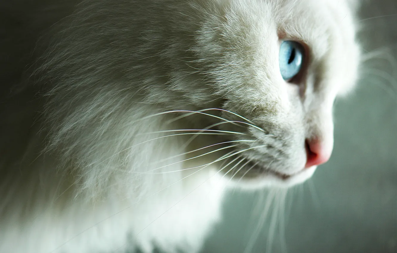 Photo wallpaper cat, macro, background