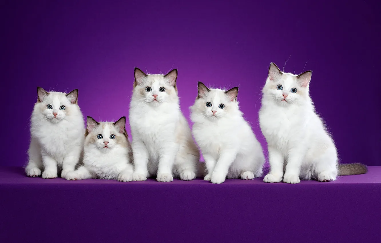 Photo wallpaper look, cats, pose, background, lilac, muzzle, kittens, white