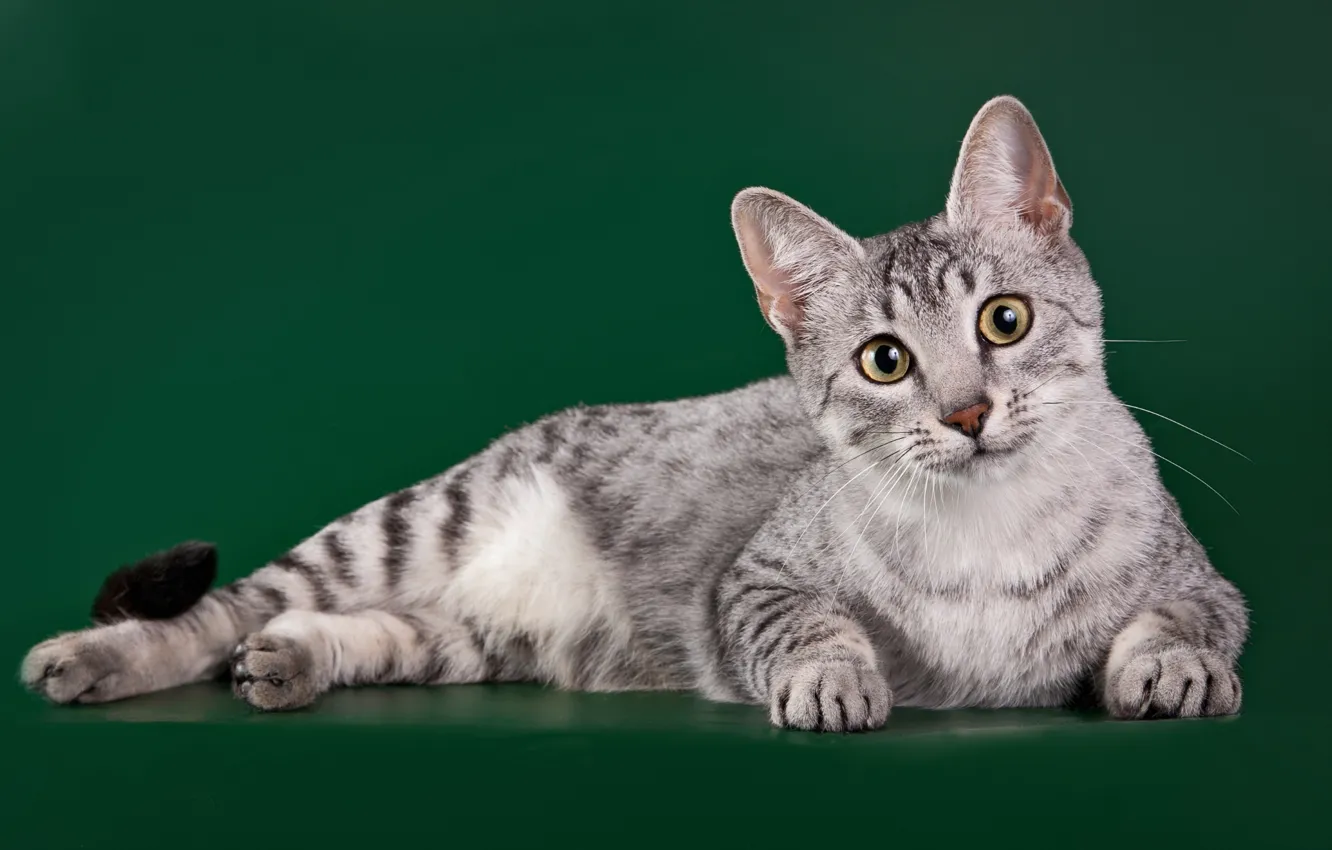 Photo wallpaper cat, breed, the Egyptian Mau