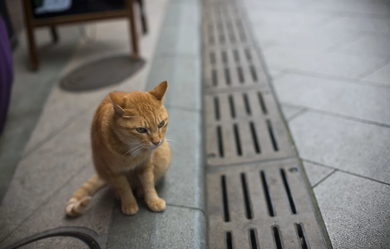 Photo wallpaper cat, street, red, cat