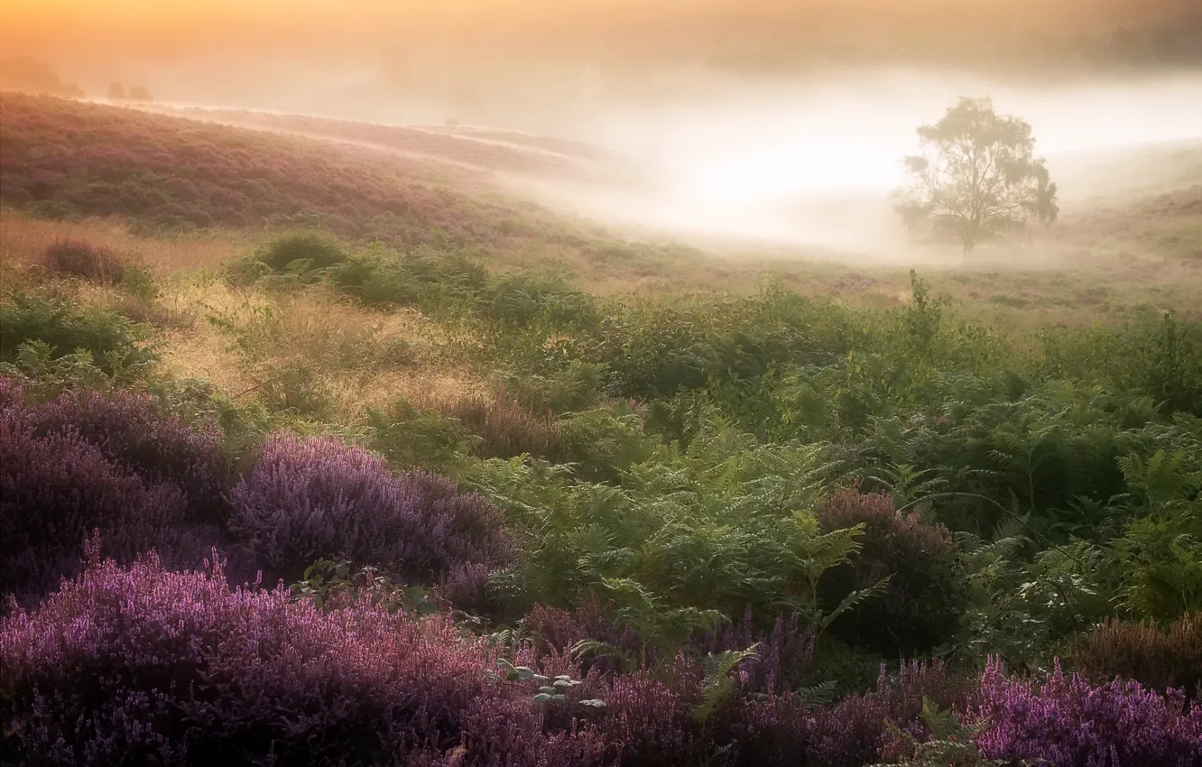 Photo wallpaper field, summer, fog