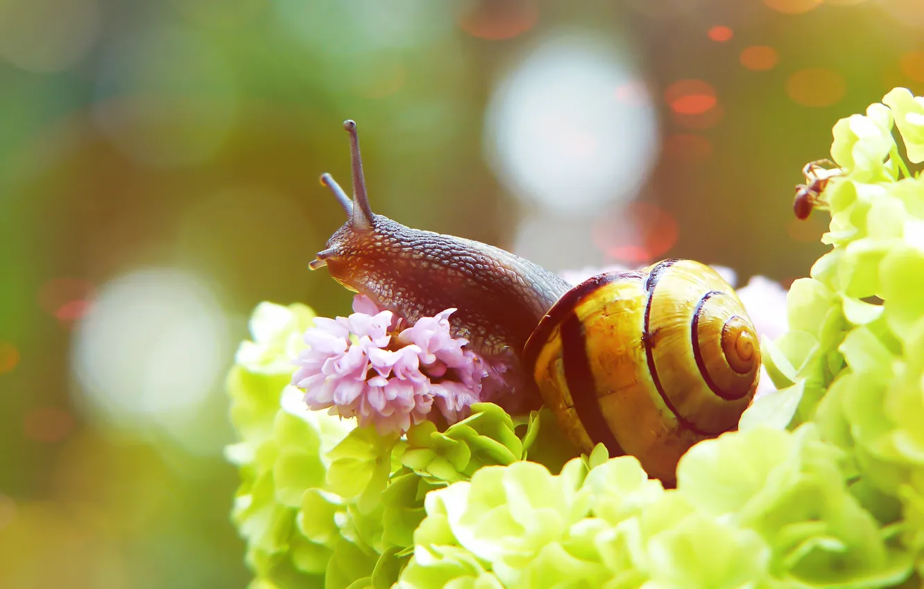 Photo wallpaper summer, macro, flowers, green, background, snail, petals, sink