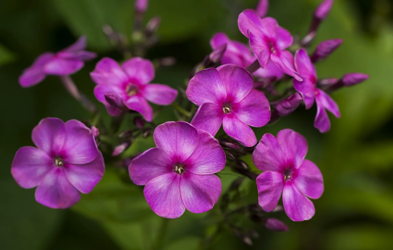 Photo wallpaper flowers, background, raspberry