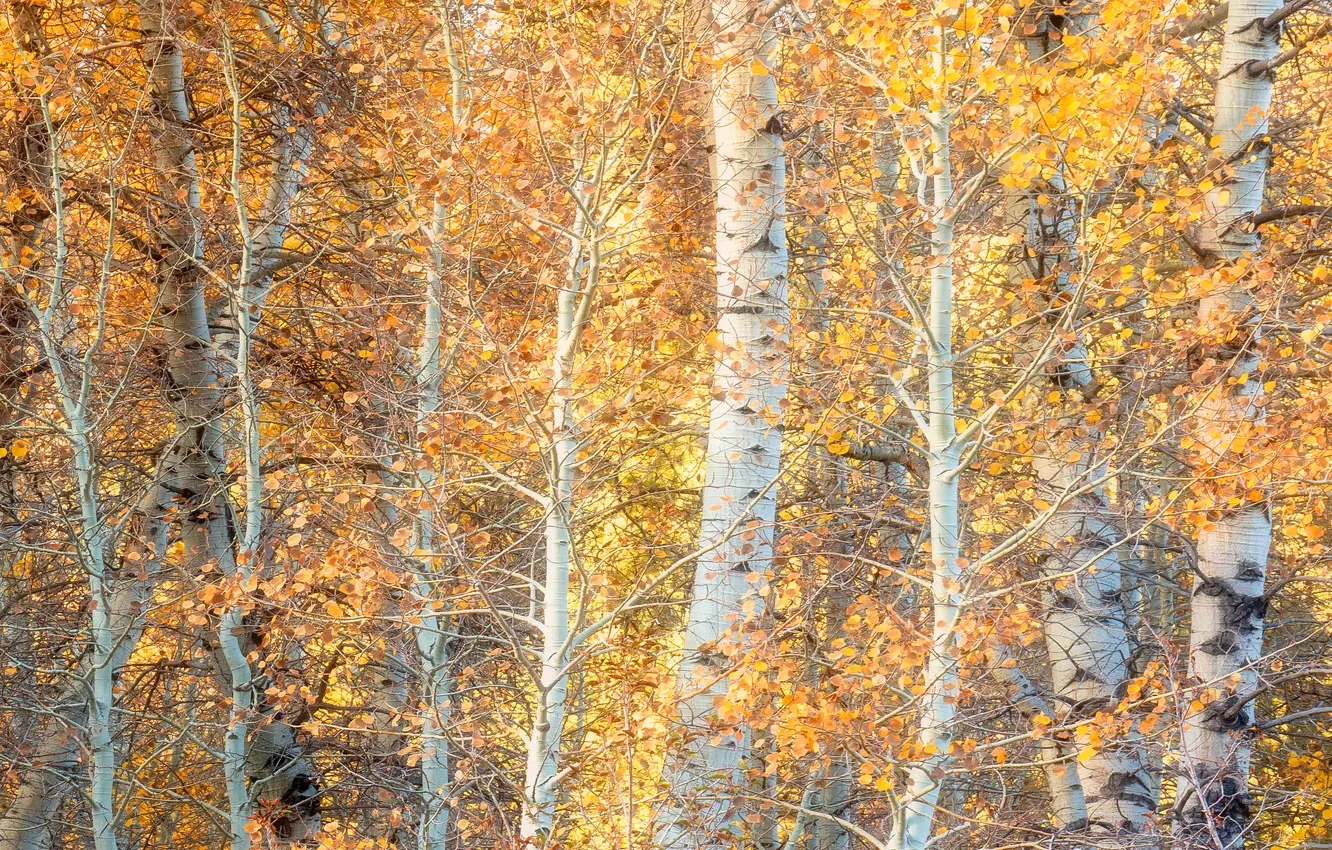 Photo wallpaper autumn, forest, trees, nature, foliage, yellow leaves, trunk, aspen