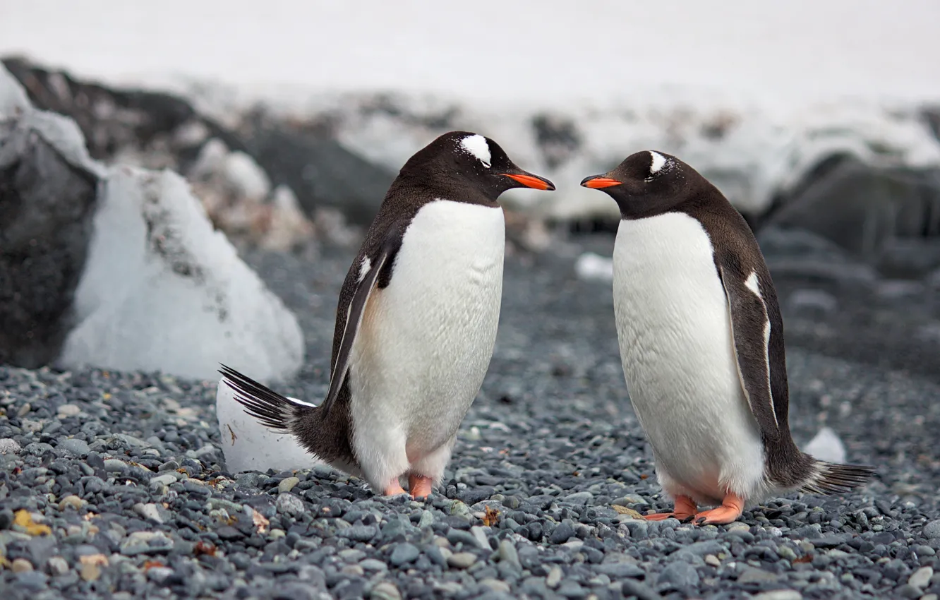 Photo wallpaper ice, winter, snow, pose, pebbles, stones, rocks, bird