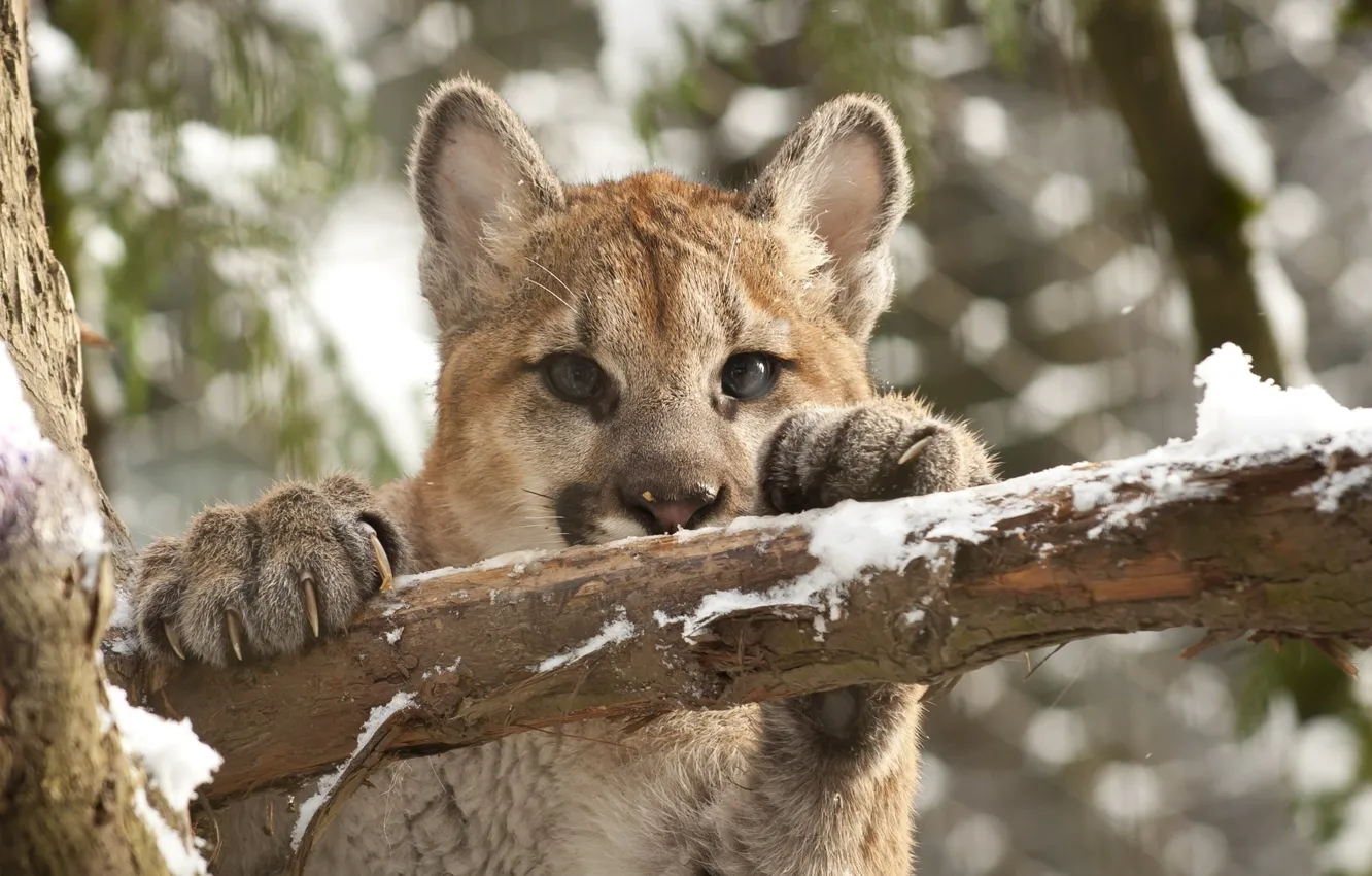 Photo wallpaper cat, look, face, snow, branch, claws, cub, kitty