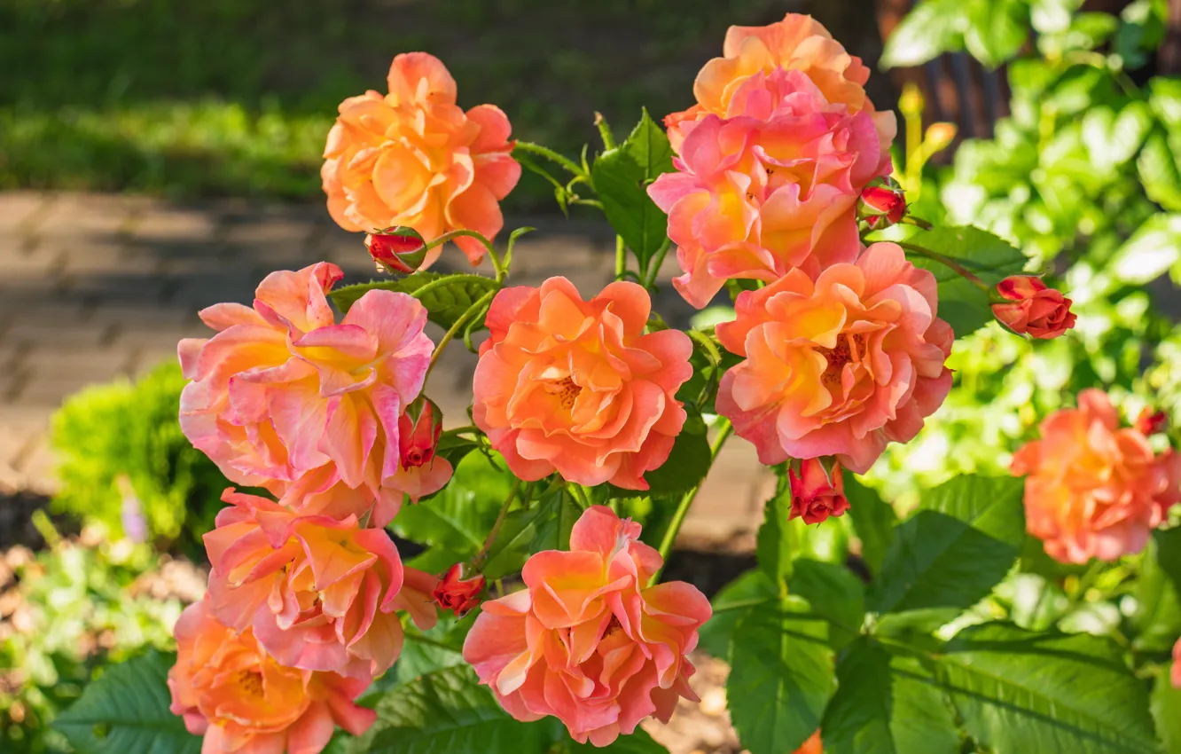 Photo wallpaper orange, roses, garden, a lot, bokeh, rose Bush