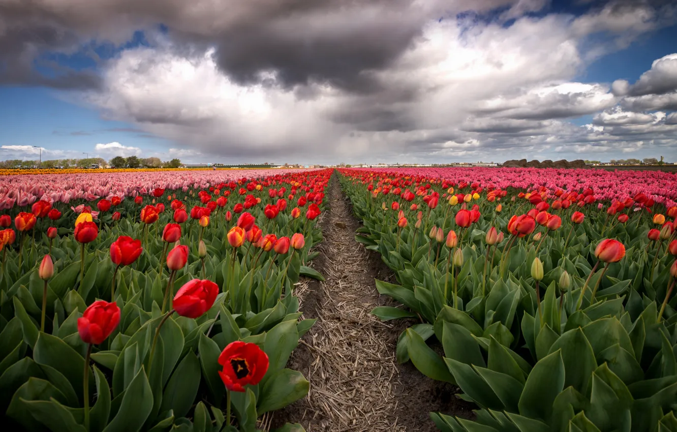 Photo wallpaper field, the sky, clouds, flowers, red, beauty, spring, tulips