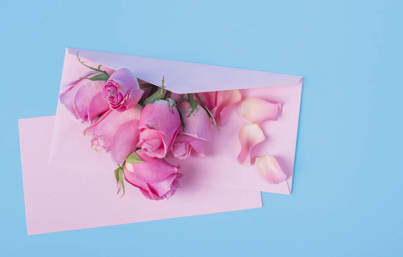 Photo wallpaper flowers, roses, pink, pink, flowers, beautiful, romantic, the envelope