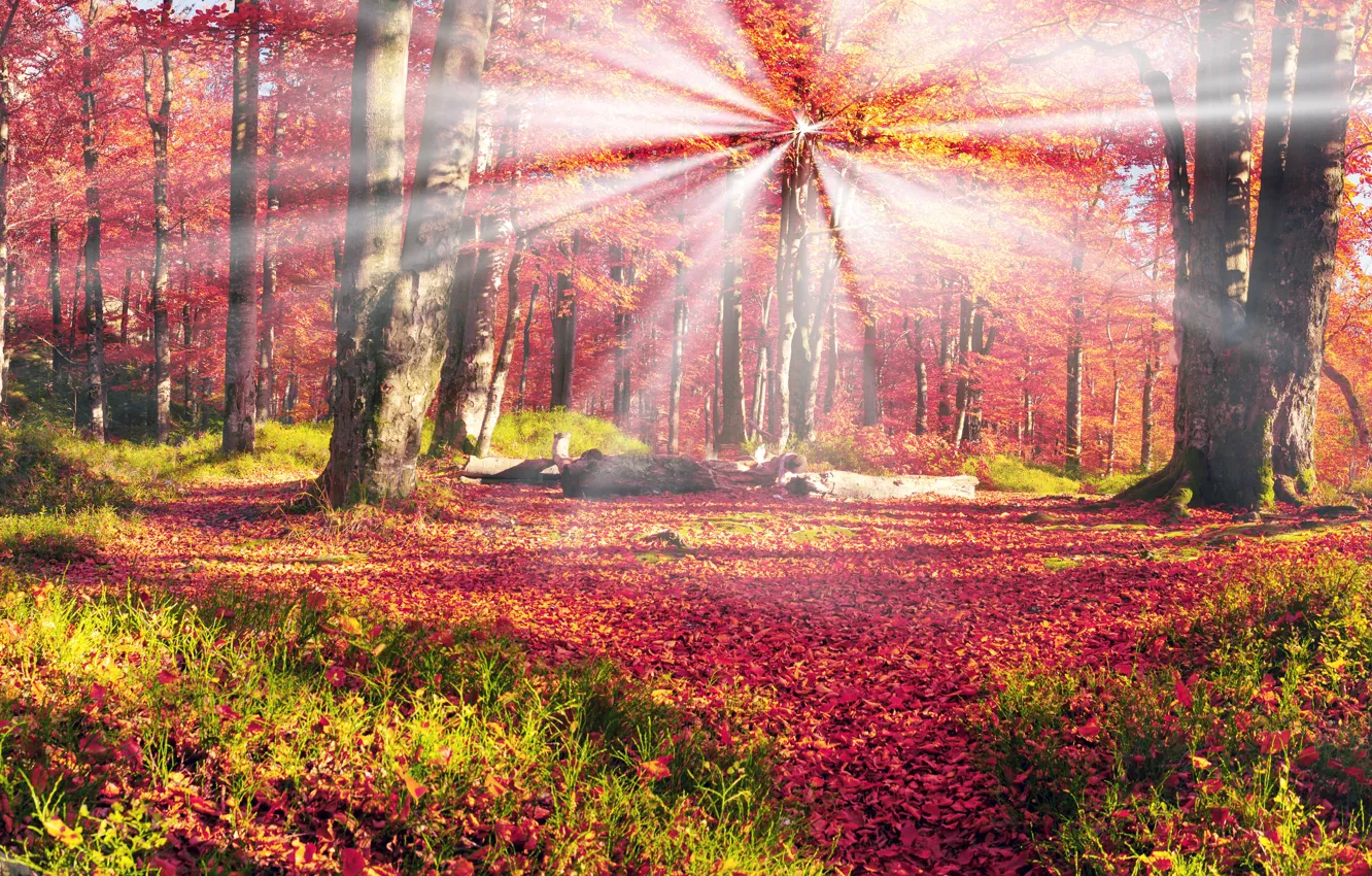 Photo wallpaper Nature, Autumn, Trees, Forest, Leaves, Ukraine, Carpathians, Rays Of Light