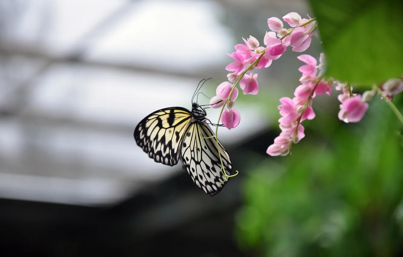 Photo wallpaper flowers, butterfly, Thailand, insect