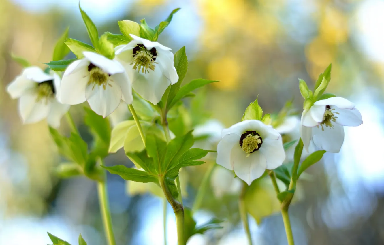 Photo wallpaper macro, hellebore, Helleborus