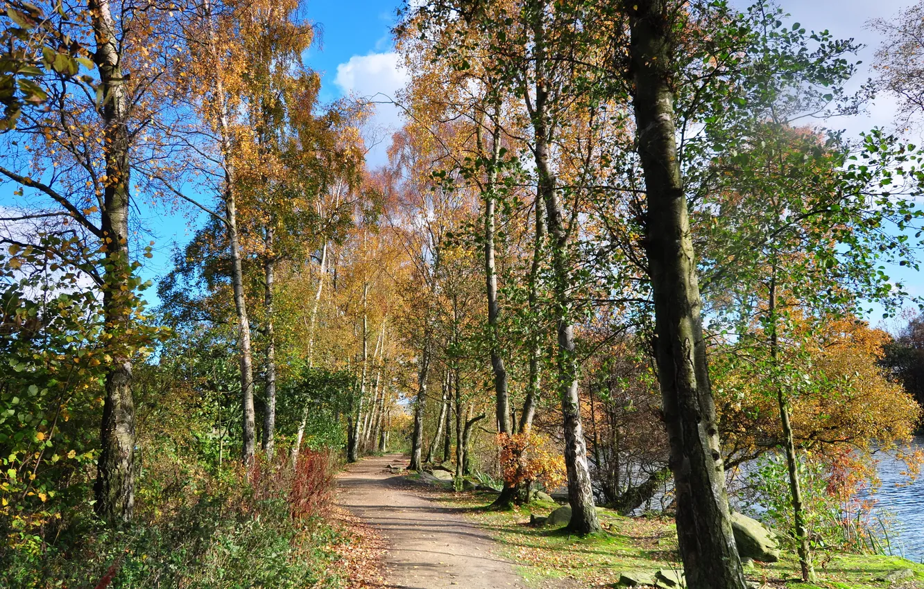 Photo wallpaper trees, landscape, nature, England, trail, birch
