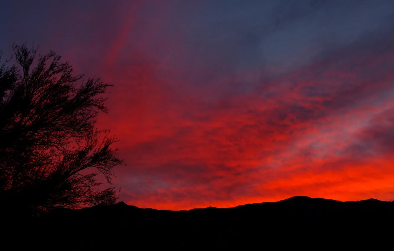Photo wallpaper the sky, trees, landscape, sunset, silhouette