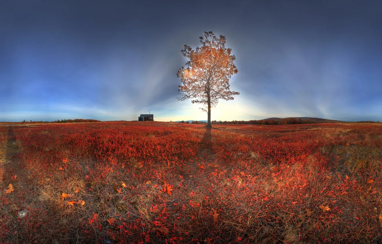 Photo wallpaper field, light, landscape, nature, tree