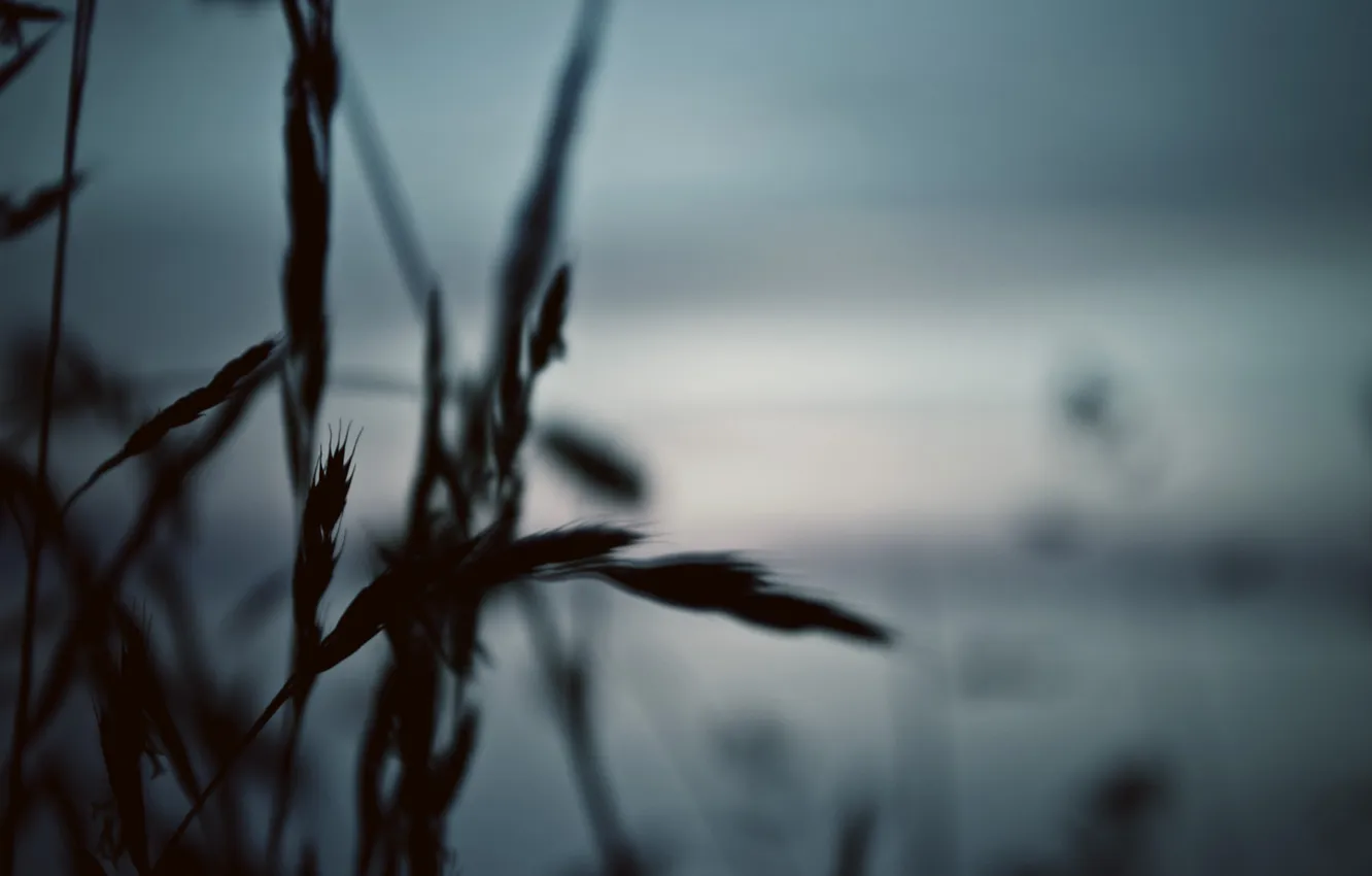 Photo wallpaper macro, nature, photo, plant