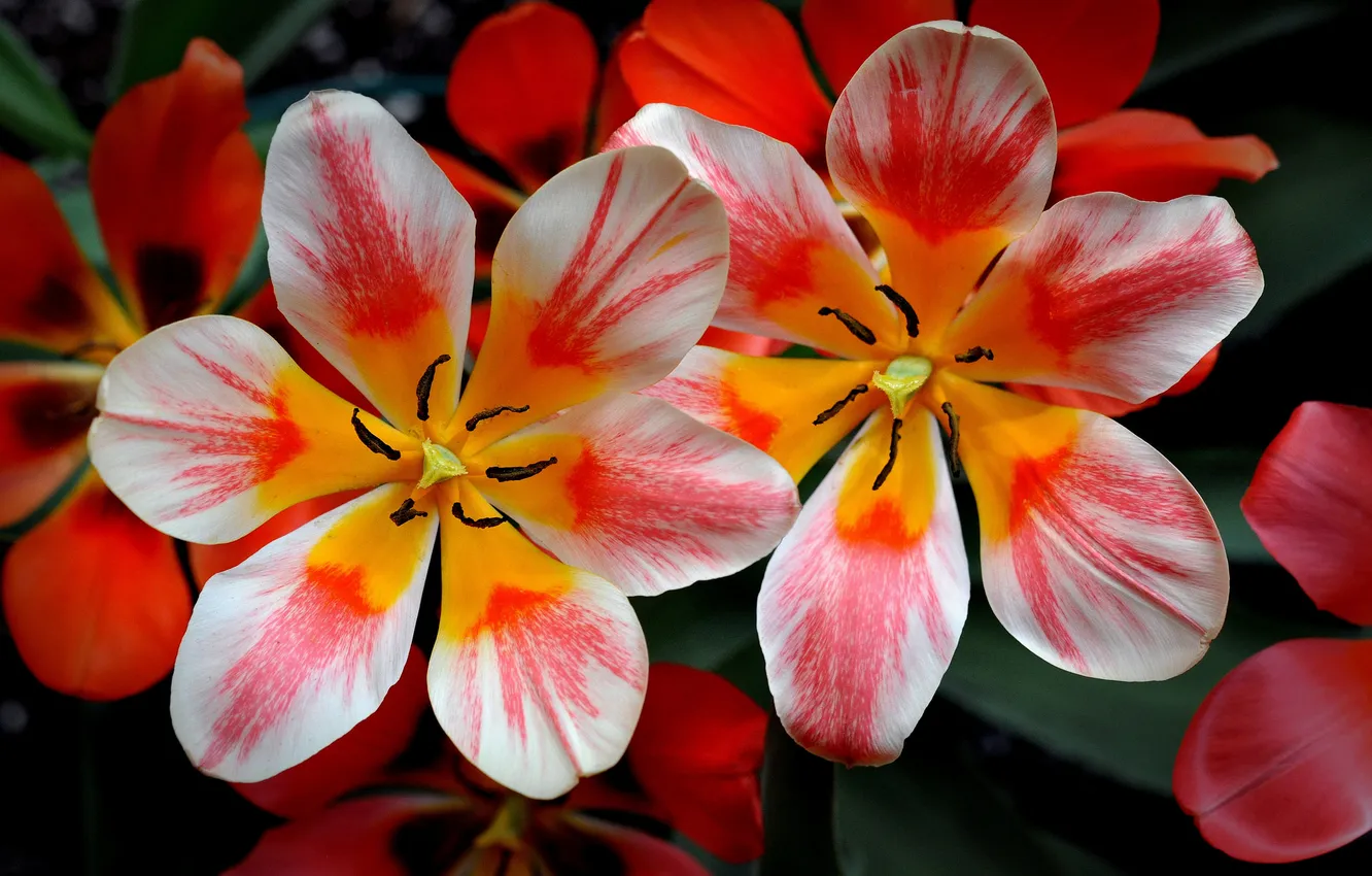 Photo wallpaper macro, nature, petals, tulips