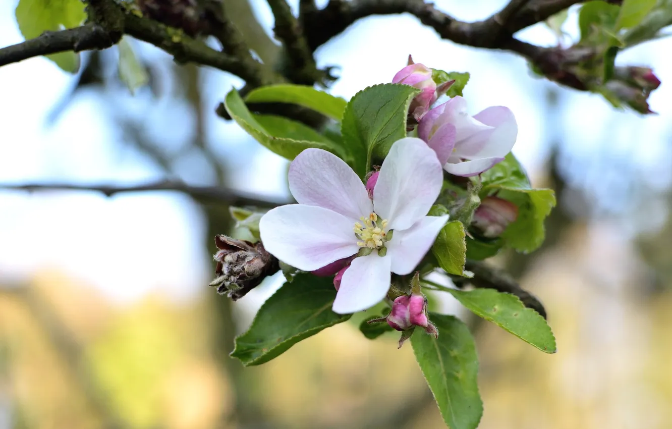 Photo wallpaper macro, branches, spring, Apple