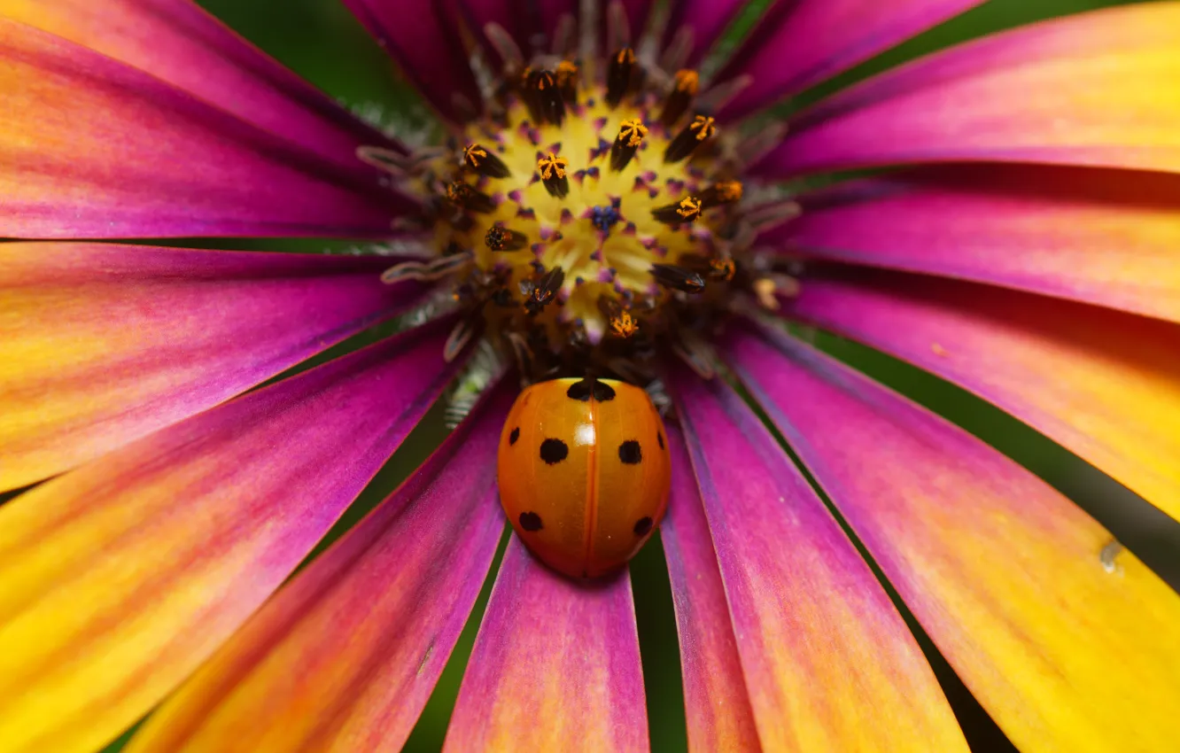 Photo wallpaper flower, macro, ladybug, beetle, petals, stamens, insect, pink-orange