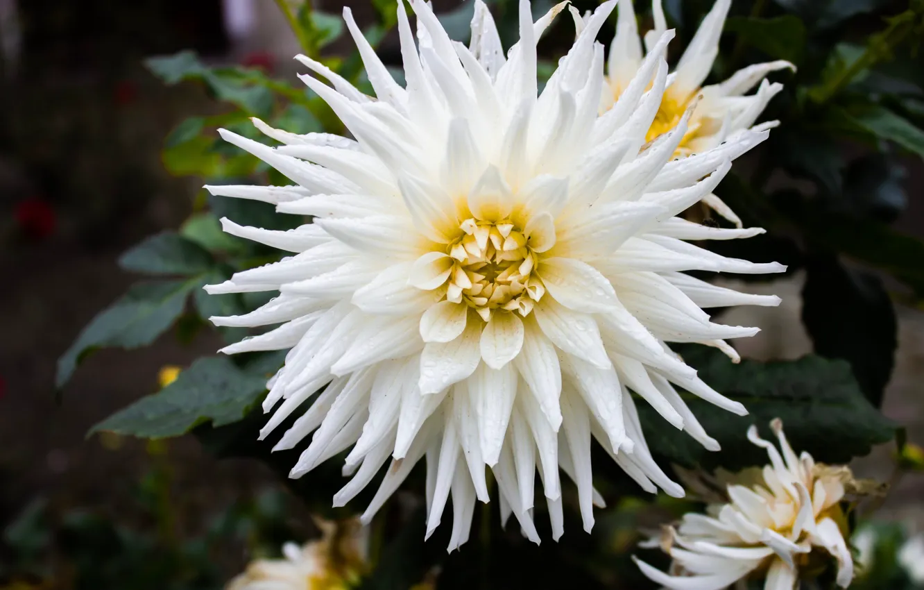 Photo wallpaper white, drops, flowers, the dark background, garden, white, dahlias