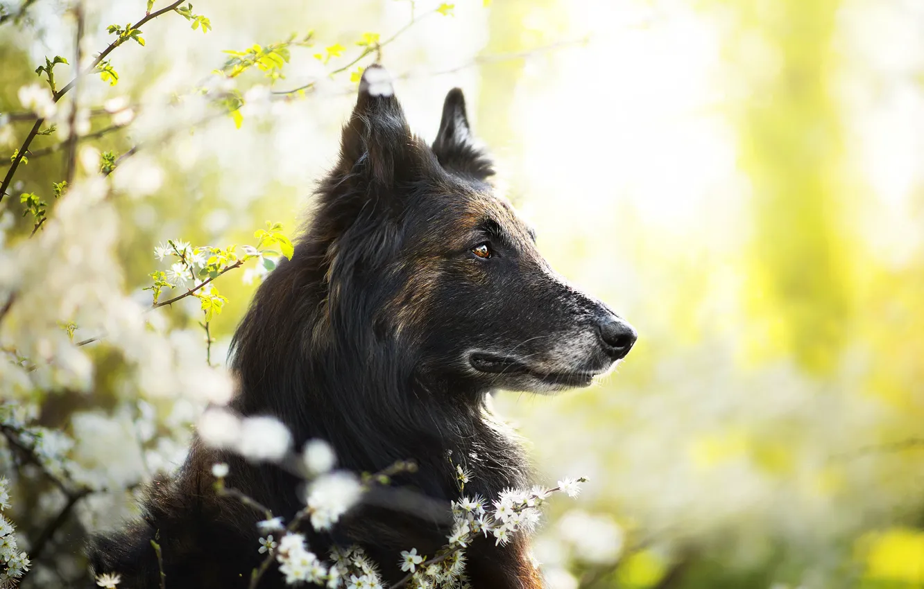 Photo wallpaper dog, spring, Jamash