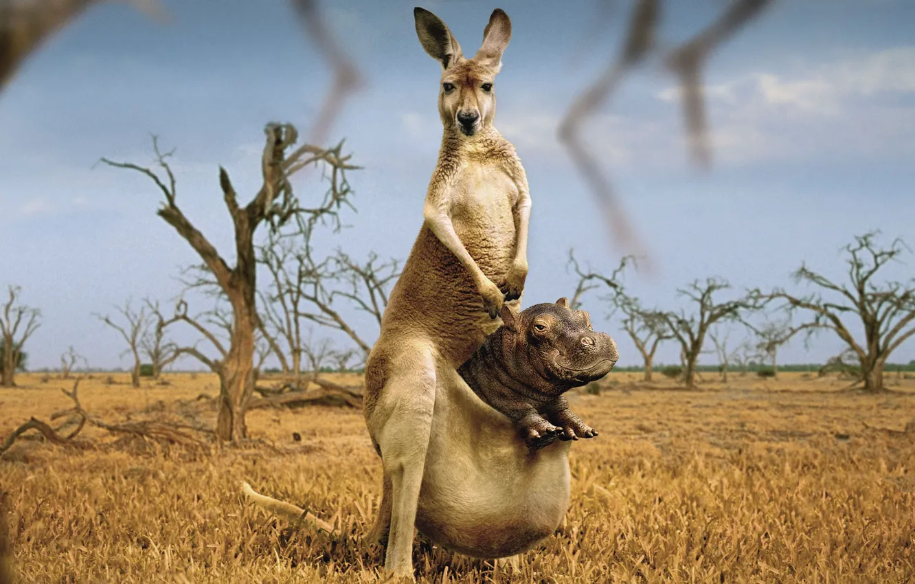 Photo wallpaper humor, kangaroo, strange, Hippo