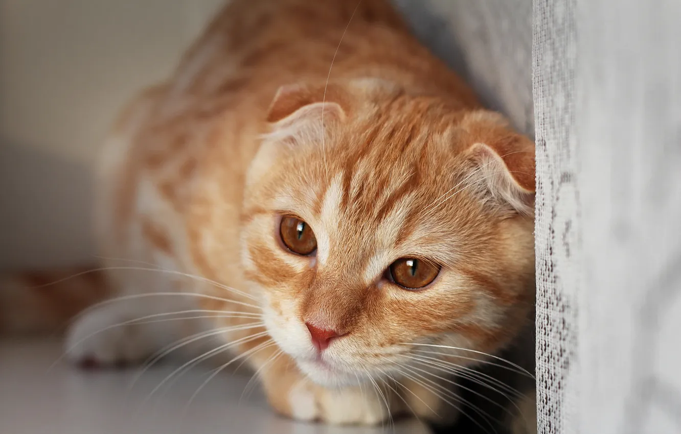 Photo wallpaper cat, cat, look, pose, kitty, face